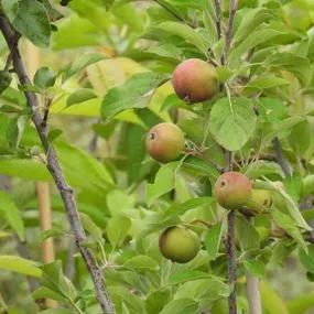 Elstar Mini Patio Apple Trees (Malus domestica Elstar) 2